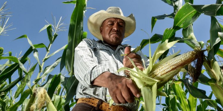 Gobierno estatal otorga financiamiento a unidades de producción agropecuaria y rural