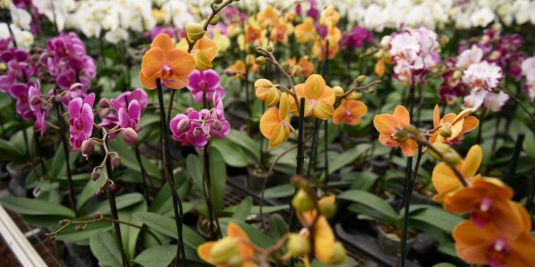 Se alistan productores de orquídeas para festividades venideras