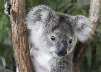 Australia declara a los koalas especie en peligro de extinción
