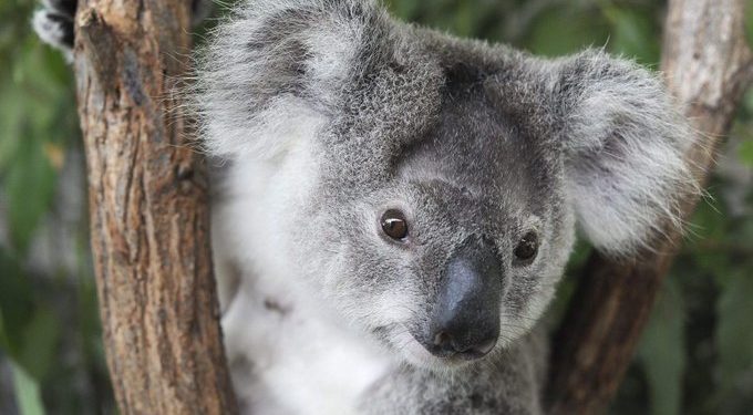 Australia declara a los koalas especie en peligro de extinción