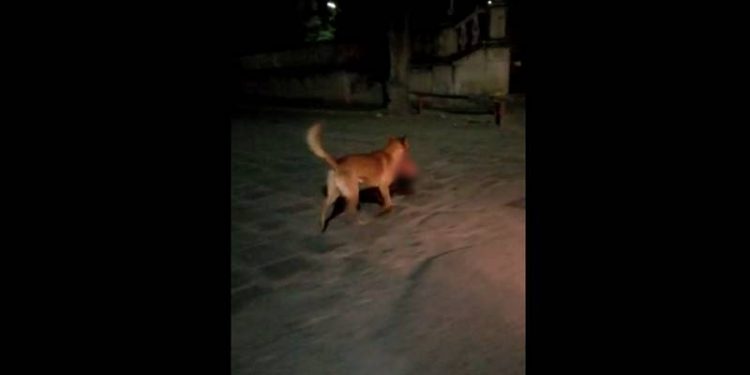 #VIDEO:En Zacatecas, grupos delicuenciales dejan narco mensaje con cabeza humana; Firulais se la roba