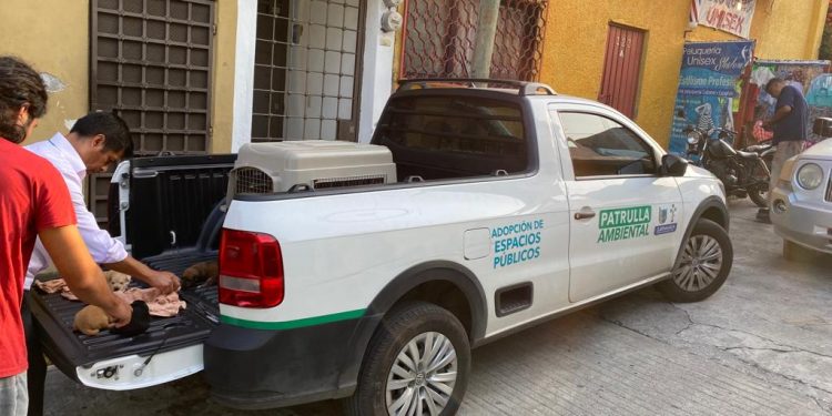 Atiende la Fiscalía ambiental de Cuernavaca denuncia de maltrato animal en la colonia Acapantzingo