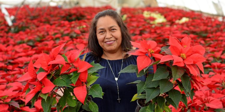 Continúa el abasto de la flor de nochebuena en viveros de Cuernavaca con los mejores precios para esta temporada