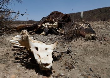 Prevén altas temperaturas para los próximos días en estos estado