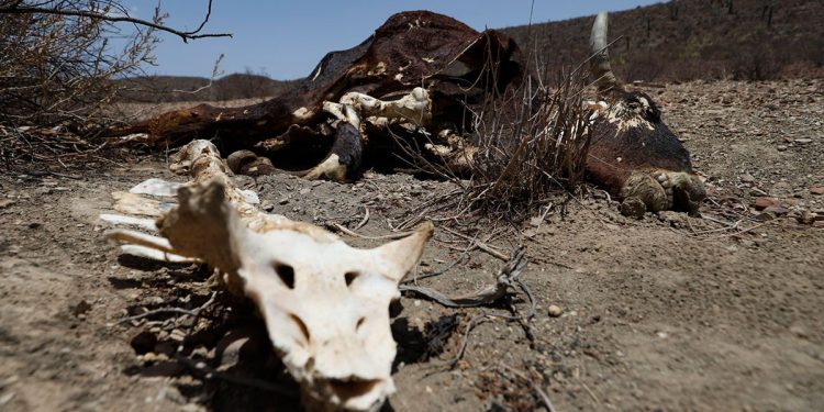 Prevén altas temperaturas para los próximos días en estos estado