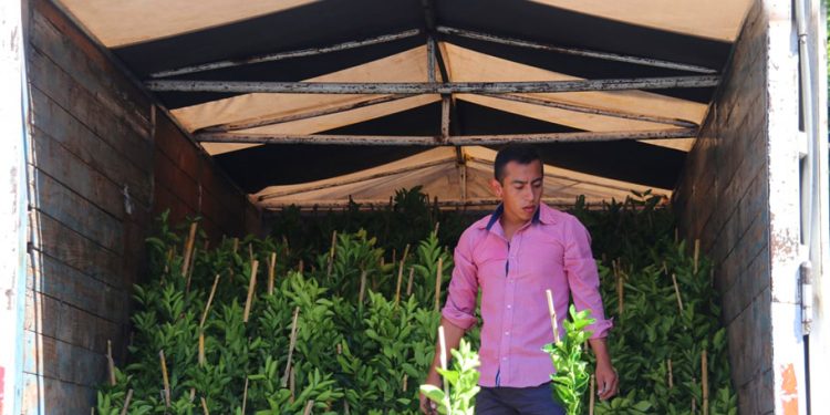 Ayuntamiento de Cuernavaca atiende las necesidades de las ramas productivas del sector agrícola del municipio