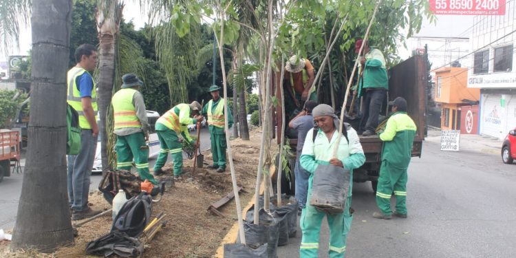Ciudadanos se suman al ayuntamiento de Cuernavaca en las jornadas de reforestación urbana de la ciudad capital