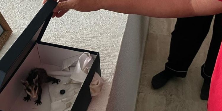 Por incendios y estiaje detecta cuerpo de bomberos, rescate y urgencias de Cuernavaca presencia de fauna en casas y jardines