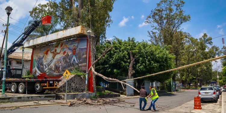 Personal de bomberos, parques y jardines de Cuernavaca atienden reporte de árboles en riesgo de colapso en Patios de la Estación