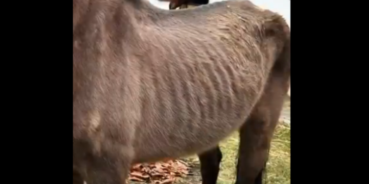 Presenta DIF Jiutepec denuncias por maltrato animal a equinos terapeutas