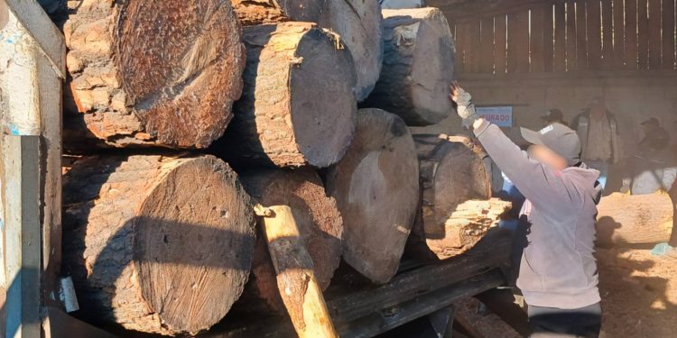 Autoridades desmantela 2 aserraderos clandestinos en Huitzilac, Morelos