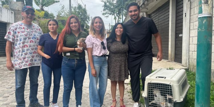 Rescatan a cinco gatitos víctimas de maltrato en Cuernavaca