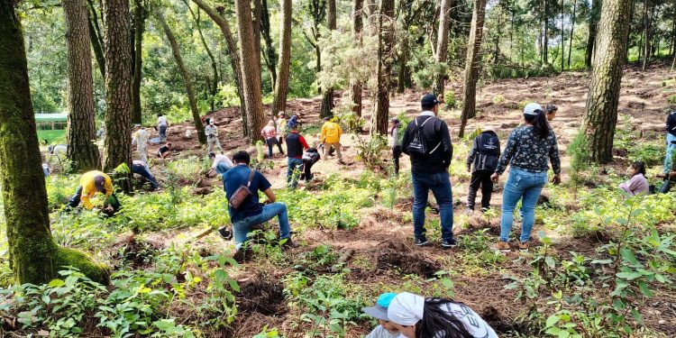 Autoridades y ciudadanía reforestan Ahuatepec con más de 250 participantes
