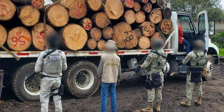 Desmantela la Profepa aserradero ilegal en Huitzilac, Morelos