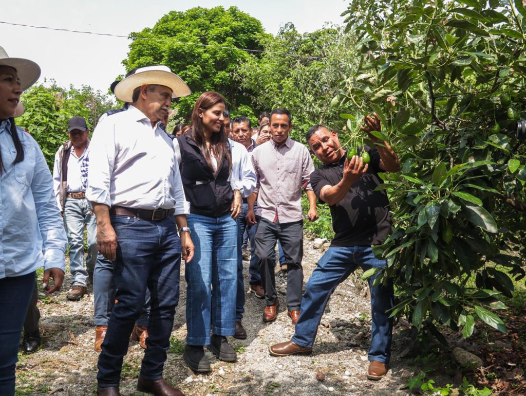 Aguacates Cuernavaca