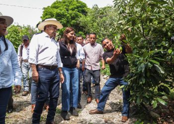 Aguacates Cuernavaca