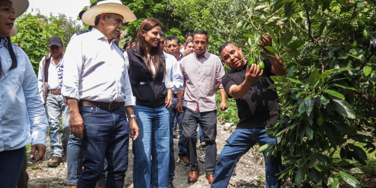 Aguacates Cuernavaca