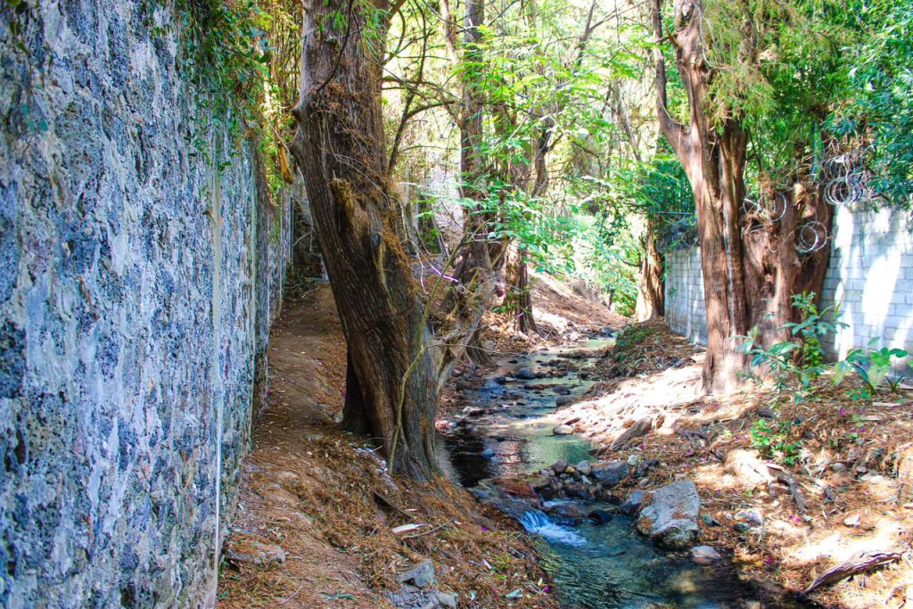 Ahuehuetes Cuernavaca