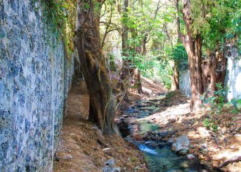 Ahuehuetes Cuernavaca