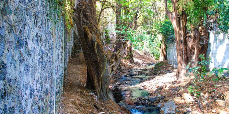Ahuehuetes Cuernavaca