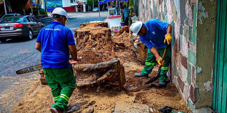 Miraval recupera espacio público con retiro de árbol