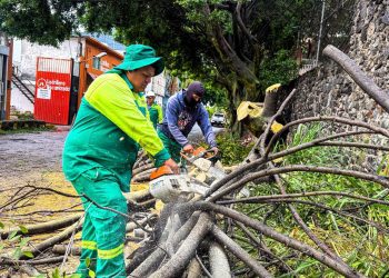 Retiran árbol colapsado para prevenir riesgos en Cuernavaca