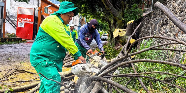 Retiran árbol colapsado para prevenir riesgos en Cuernavaca