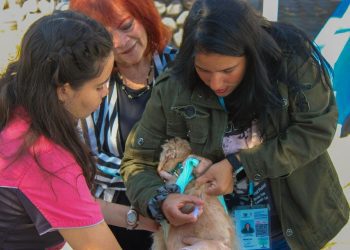 Vacunación antirrábica gratuita protege a más de 480 mascotas