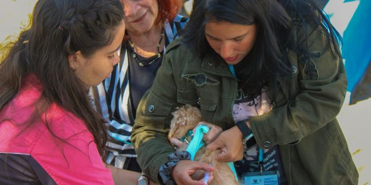 Vacunación antirrábica gratuita protege a más de 480 mascotas