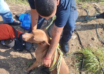 Bomberos de Cuernavaca rescatan a perro atrapado en ladera