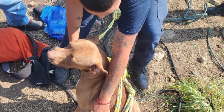 Bomberos de Cuernavaca rescatan a perro atrapado en ladera
